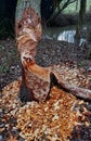 A beaver gnawed a tree by the water